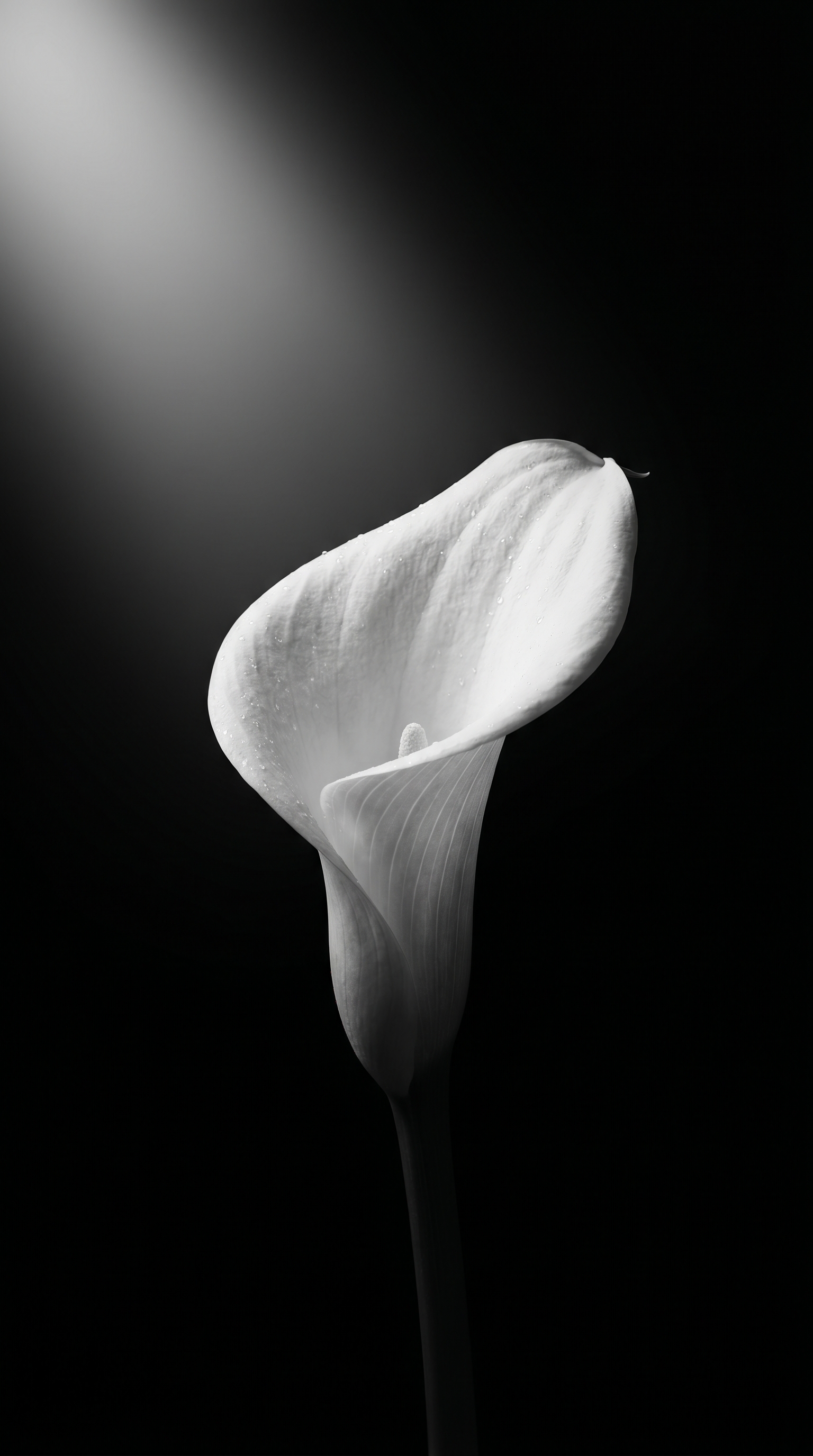 White Lily Illuminated In Darkness